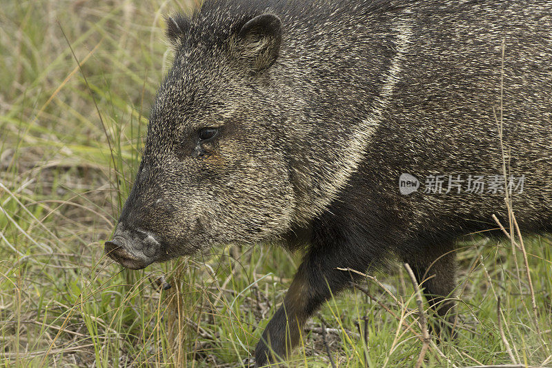 野生javalina pecary行走在德克萨斯州的Aransas国家野生动物保护区